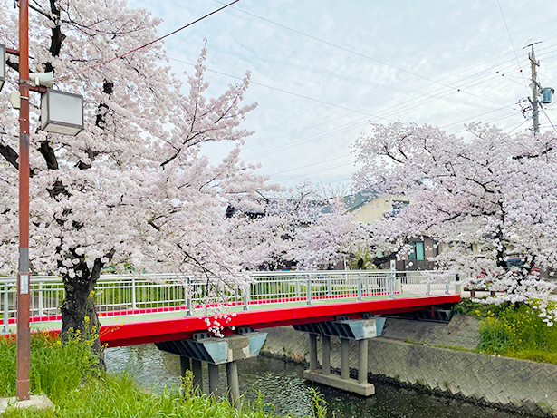 愛知県岩倉市五条川の伊勢橋（イセハシ）